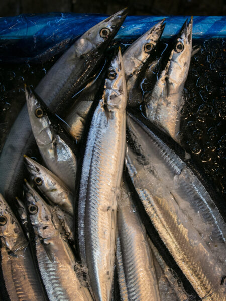 Alan Dargie - Tokyo Fish Market-2